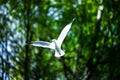 Common gull during flight. Sea mew, Larus canus. Royalty Free Stock Photo