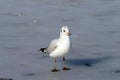 Common Gull on frozen water Royalty Free Stock Photo