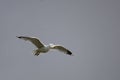 Common Gull - (larcus canus), at Carragh an t-Sruith, Sound of Islay, Isle of Jura, Scotland