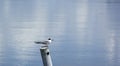 Common gull - Larus canus, beautiful common gull sitting on a hummock on the water Royalty Free Stock Photo