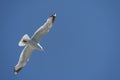 Common Gull, Larus canus, in flight at Brighton Royalty Free Stock Photo