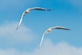 Common Gull, Larus canus in flight. Royalty Free Stock Photo