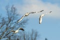 Common Gull, Larus canus in flight. Royalty Free Stock Photo
