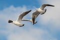 Common Gull, Larus canus in flight. Royalty Free Stock Photo