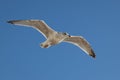 Common Gull Larus canus Royalty Free Stock Photo