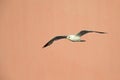 A common gull Larus canus flying infront of a pink building in the ports of Bremen Germany.