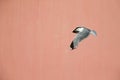 A common gull or mew gull Larus canus flying in front of a concrete pink wall in the ports of Bremen Germany. Royalty Free Stock Photo