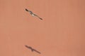 A common gull or mew gull Larus canus flying infront of a concrete pink wall in the ports of Bremen Germany. Royalty Free Stock Photo