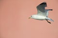 A common gull or mew gull Larus canus flying in front of a concrete pink wall in the ports of Bremen Germany. Royalty Free Stock Photo