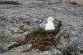 Common Gull, Larus Canus in Nest Incubating Royalty Free Stock Photo