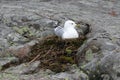 Common Gull, Larus Canus in Nest Incubating Royalty Free Stock Photo