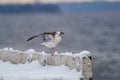 Common gull lifted and spread her wings, standing on a concrete