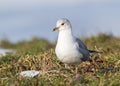 Common Gull Royalty Free Stock Photo