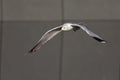 A common gull or mew gull Larus canus flying infront of a concrete squared wall in the ports of Bremen Germany.