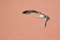 A common gull or mew gull Larus canus flying infront of a concrete pink wall in the ports of Bremen Germany.