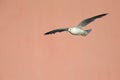 A common gull or mew gull Larus canus flying infront of a concrete pink wall in the ports of Bremen Germany. Royalty Free Stock Photo