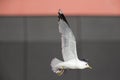 A common gull or mew gull Larus canus flying infront of a concrete wall in the ports of Bremen Germany. Royalty Free Stock Photo