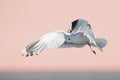 A common gull or mew gull Larus canus flying infront of a pink wall in the ports of Bremen Germany. Royalty Free Stock Photo