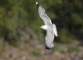 A common gull or mew gull Larus canus flying infront of a rocks and trees in the ports of Bremen Germany.