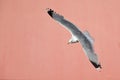 A common gull or mew gull Larus canus flying infront of a concrete pink wall in the ports of Bremen Germany.