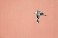 A common gull or mew gull Larus canus flying infront of a pink concrete wall in the ports of Bremen Germany.