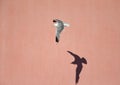 A common gull or mew gull Larus canus flying infront of a pink wall in the ports of Bremen Germany.