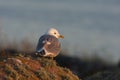 The common gull mew gull, sea mew, Larus canus standing on the rock Royalty Free Stock Photo