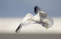 A common gull or mew gull Larus canus flying infront of a building and sky of the ports of Bremen Germany.