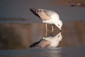 Common gull mew gull, Larus canus is on the ice Royalty Free Stock Photo