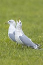 The common gull, mew gull or sea mew, Larus canus Royalty Free Stock Photo