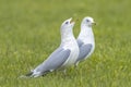 The common gull, mew gull or sea mew, Larus canus Royalty Free Stock Photo