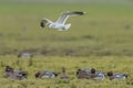 The common gull, mew gull or sea mew, Larus canus Royalty Free Stock Photo