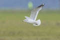 The common gull, mew gull or sea mew, Larus canus Royalty Free Stock Photo