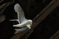 Common Gull on nest Royalty Free Stock Photo