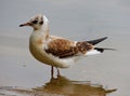 Black-headed gull. Borisov ponds.Moscow.Moskvorechye-Saburovo District.