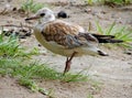 Black-headed gull. Borisov ponds.Moscow.Moskvorechye-Saburovo District.