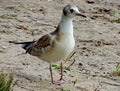 Black-headed gull. Borisov ponds.Moscow.Moskvorechye-Saburovo District.