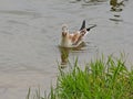 Black-headed gull. Borisov ponds.Moscow.Moskvorechye-Saburovo District.