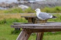 Common gull Royalty Free Stock Photo