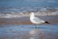 A common gull standing on the beach Royalty Free Stock Photo