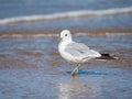 A common gull standing on the beach Royalty Free Stock Photo