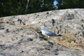 Common gull standing on a big rock Royalty Free Stock Photo