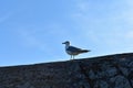 Common gull standing on a big rock Royalty Free Stock Photo