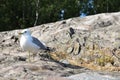 Common gull standing on a big rock Royalty Free Stock Photo