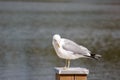 Larus canus Common Gull standing on a pillar Royalty Free Stock Photo