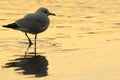 Common gull Royalty Free Stock Photo