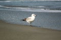 Common gull walking in beach near water