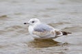 Common Gull Royalty Free Stock Photo