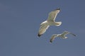 Common gulls