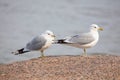 Two gulls on a rock. Royalty Free Stock Photo